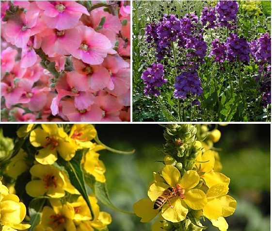 Цветы на клумбах названия – названия популярных осенних растений, цветники с лаватерой, розой и декоративной травой, какие виды растут в тени