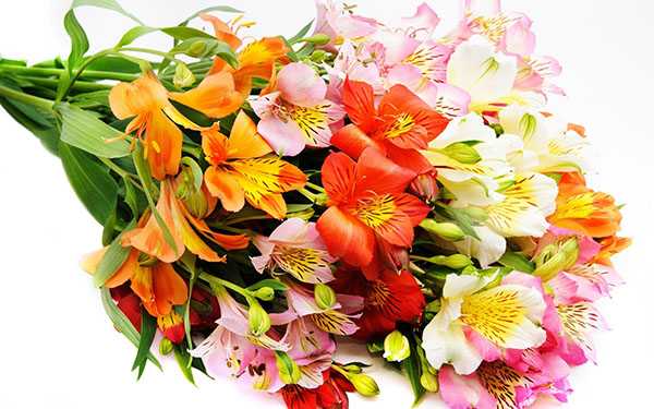 Цветы название фото – Цветы для букетов - фото и названия популярных цветов, составление композиции, видео