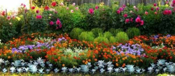 Цветы уличные высокие – Высокорослые многолетники для сада. Популярные сорта, краткие описания, особенности выращивания, фото и видео.