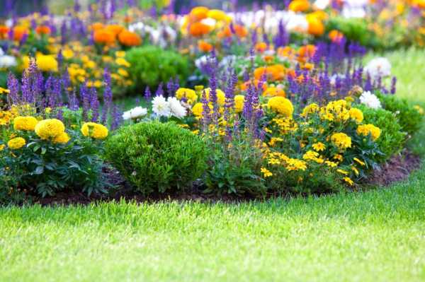 Цветы в саду многолетники фото и названия – Многолетние цветы - посадка и уход. Фото обзор красивого оформления на дачном участке