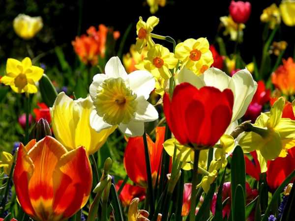 Цветы в саду многолетники фото и названия – Многолетние цветы - посадка и уход. Фото обзор красивого оформления на дачном участке