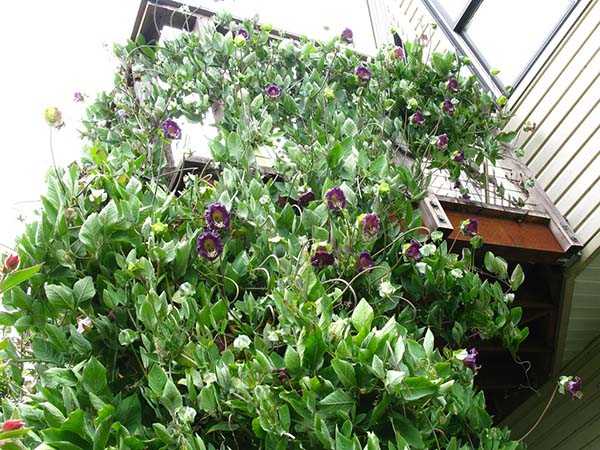 Декоративные растения фото для сада – ТОП-22 Декоративных Кустарника для Дачи