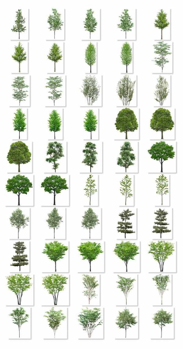 Деревья виды – Дерево — Википедия