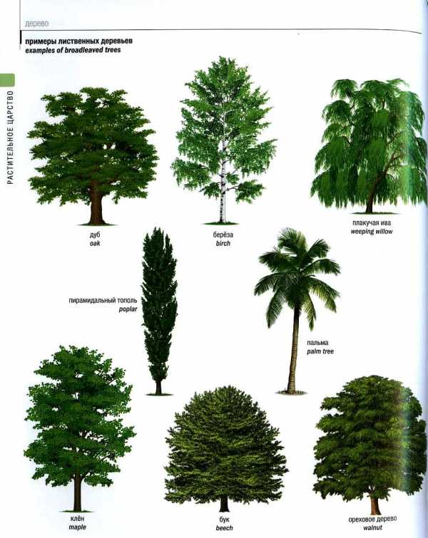 Деревья виды – Дерево — Википедия