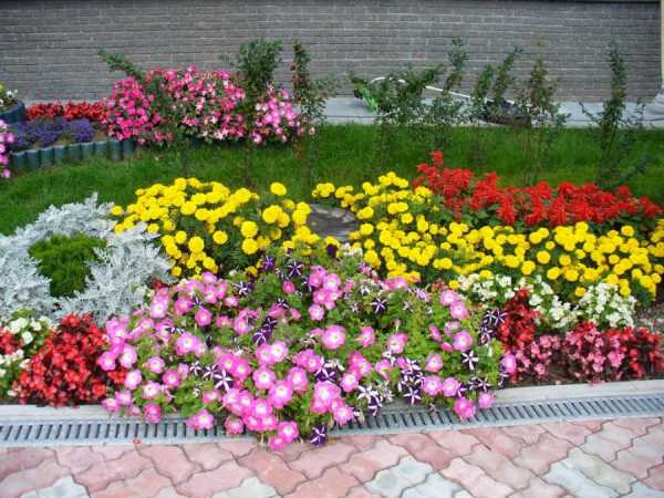 Фото цветов на даче – особенности выращивания красивых, ранних растений для газонов, дизайн, фото и видео