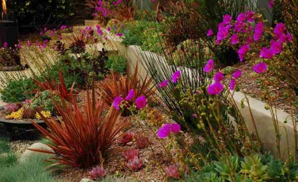 Фото цветов на даче – особенности выращивания красивых, ранних растений для газонов, дизайн, фото и видео