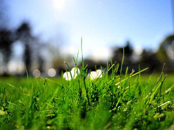 Газонная трава как сажать и ухаживать – Газонная трава как сажать и ухаживать. Подготовка удобрение почвы
