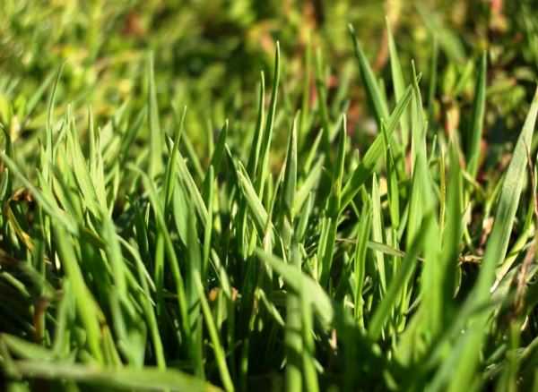 Газонная трава от сорняков – Какая газонная трава уничтожает сорняки? Как избавиться от сорняков на газоне, садовом участке? Борьба с сорняком на газоне.