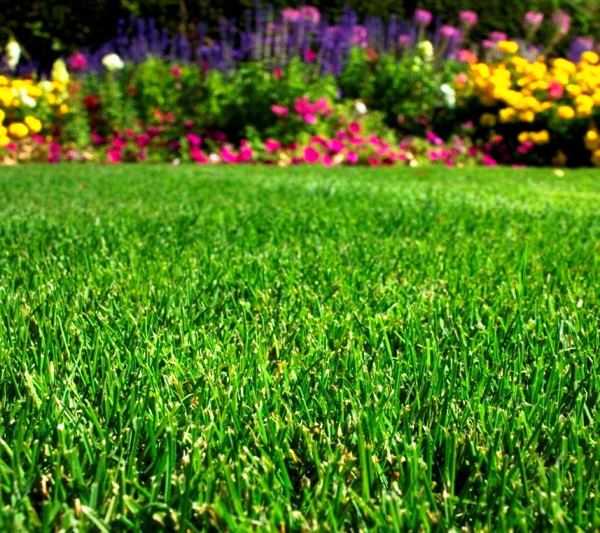 Газонная трава от сорняков – Какая газонная трава уничтожает сорняки? Как избавиться от сорняков на газоне, садовом участке? Борьба с сорняком на газоне.