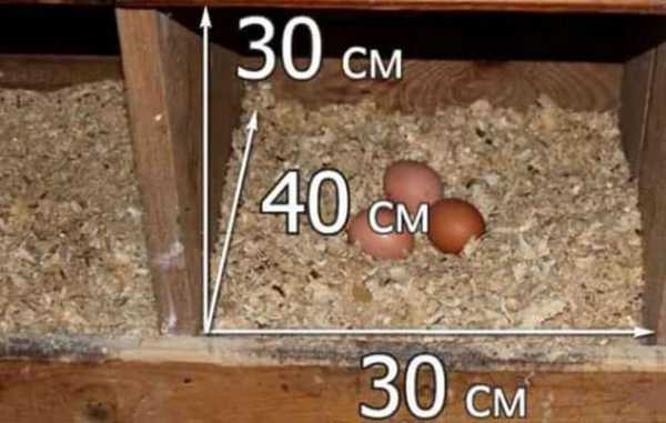 Гнездо для кур несушек своими руками размеры чертежи – чертежи и пошаговая инструкция по изготовлению!