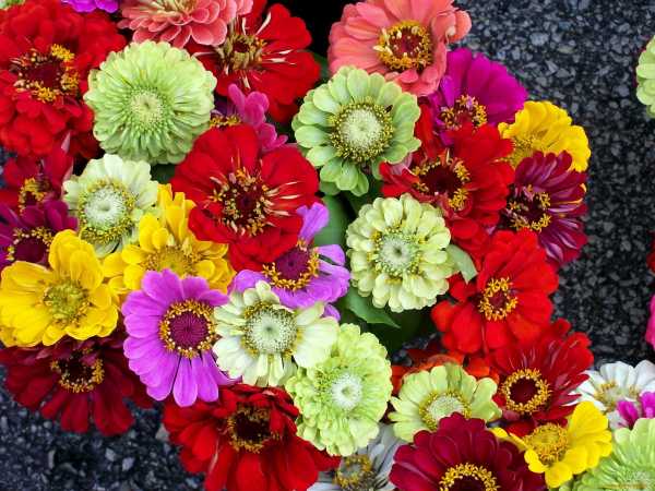Городские цветы названия и фото – Неприхотливые цветы для клумбы цветущие все лето