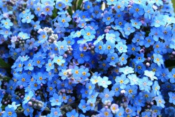 Городские цветы названия и фото – Неприхотливые цветы для клумбы цветущие все лето