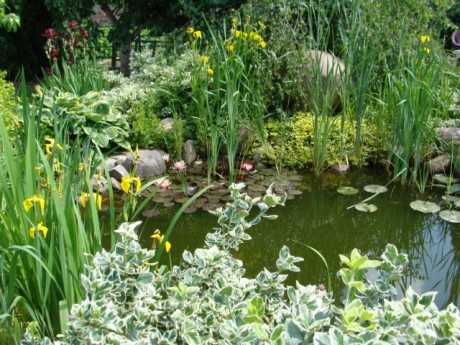 Искусственный пруд своими руками на даче – как сделать искусственный водоем на участке, идеи ландшафтного дизайна и красивые примеры в саду около загородного дома