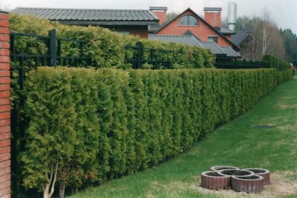Из чего сделать живую изгородь – 10 лучших идей из чего сделать живую изгородь на даче