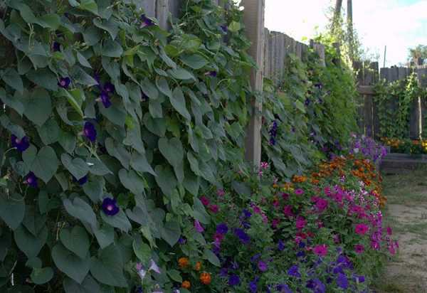 Из чего сделать живую изгородь – 10 лучших идей из чего сделать живую изгородь на даче
