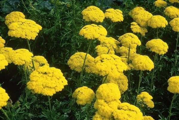 Как называются высокие желтые цветы многолетники – Многолетние цветы для дачи. Каталог цветов, фото с названиями и кратким описанием