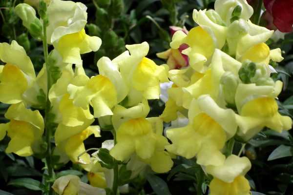 Как называются высокие желтые цветы многолетники – Многолетние цветы для дачи. Каталог цветов, фото с названиями и кратким описанием