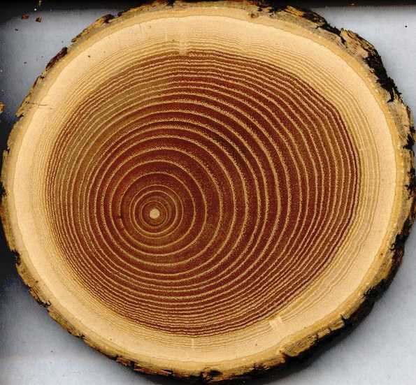 Как определить породу дерева по доске – Как определить породу дерева по доске?
