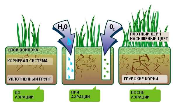 Как сажать и когда газон – Газонная трава - когда сажать газон на даче, как правильно это делать (видео инструкция)