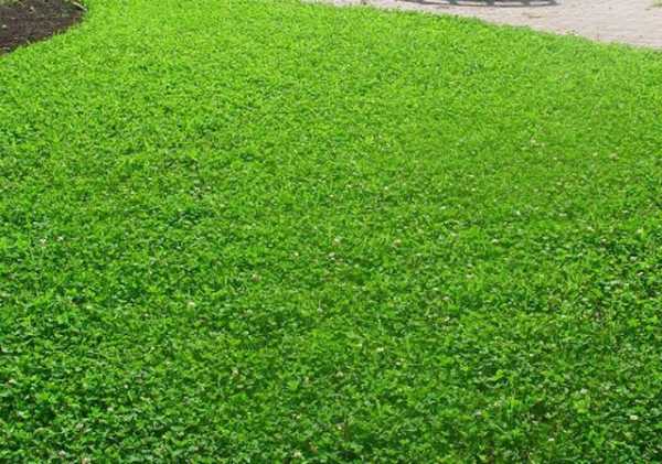 Как сажать и когда газон – Когда сажать газонную траву, весной или осенью, чтобы получить красивый зеленый ковер?