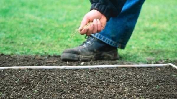 Как сажать и когда газон – Газонная трава - когда сажать газон на даче, как правильно это делать (видео инструкция)