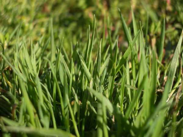 Как вырастить газон на даче своими руками – Как ленивому вырастить газон без сорняков?