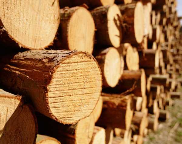 Какие ткани входят в состав древесины – Ткани древесины.