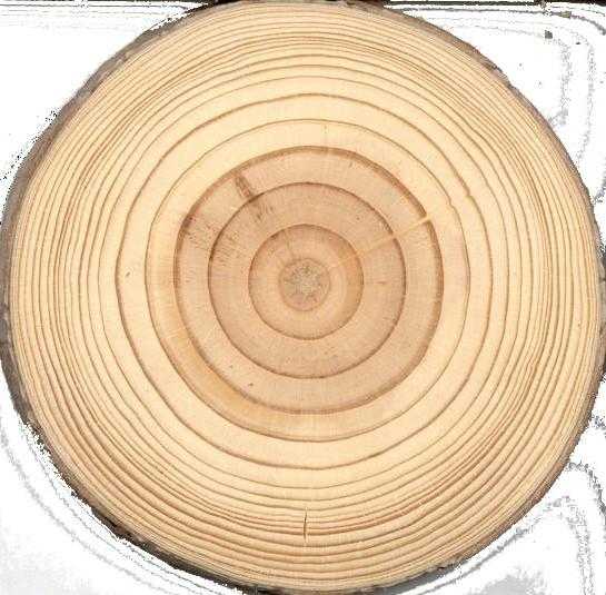 Какие ткани входят в состав древесины – Ткани древесины.