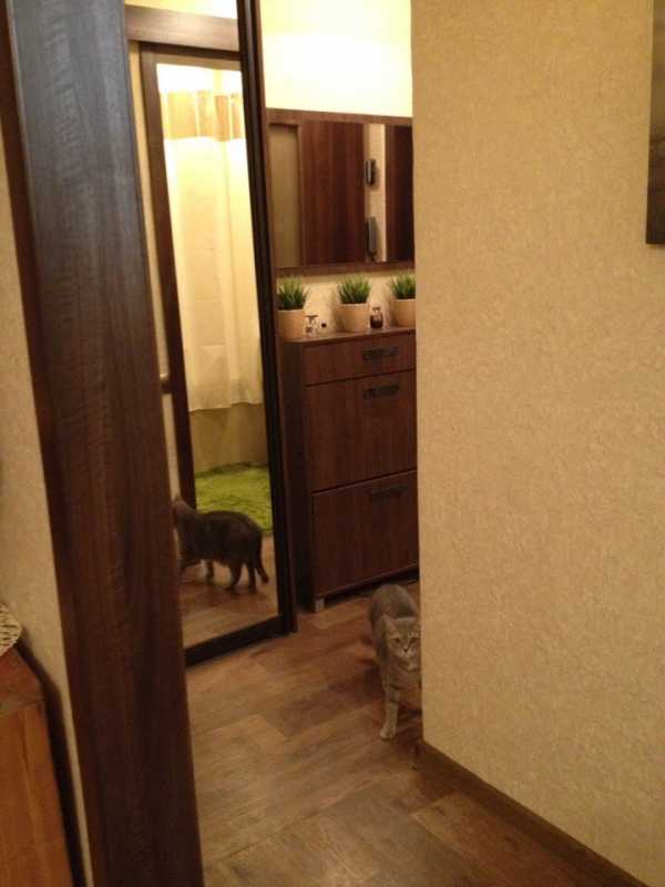 Картинки ремонт в прихожей – Фото прихожих ремонт – фото в квартире, своими руками дизайн двух комнат, какой сделать евроремонт в доме, с чего начать