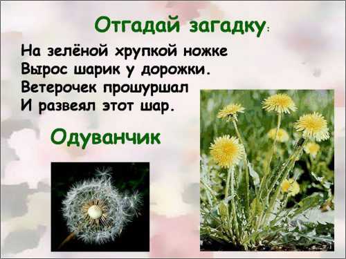 Картинки с названиями растения – фото растений - фотокаталог - Алфавитный список растений с фото