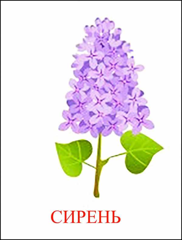 Картинки с названиями растения – фото растений - фотокаталог - Алфавитный список растений с фото