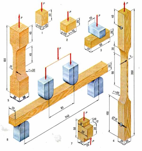 Картинки строение древесины – Значение древесины, состав, свойства, особенности и строение. Древесина – это что такое?