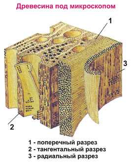 Картинки строение древесины – Значение древесины, состав, свойства, особенности и строение. Древесина – это что такое?