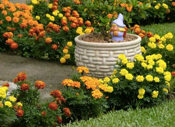 Каталог однолетних цветов с названиями и фото для сада – Каталог садовых многолетних цветов для дачи с фото, названиями и описаниями: статьи с иллюстрациями