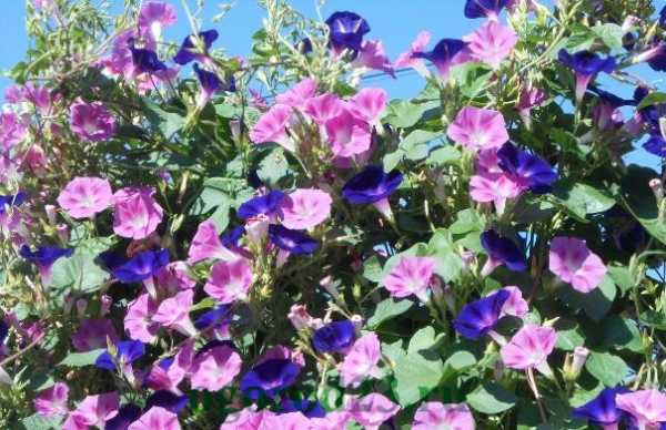 Каталог однолетних цветов с названиями и фото для сада – Каталог садовых многолетних цветов для дачи с фото, названиями и описаниями: статьи с иллюстрациями