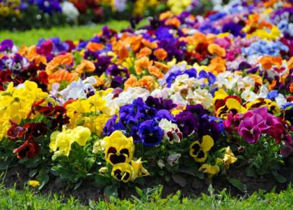 Клумбовые цветы названия и фото – названия популярных осенних растений, цветники с лаватерой, розой и декоративной травой, какие виды растут в тени