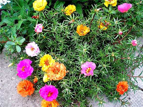 Клумбовые цветы названия и фото – названия популярных осенних растений, цветники с лаватерой, розой и декоративной травой, какие виды растут в тени