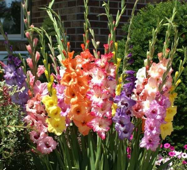 Клумбы для цветов оформление двора – фото 30 вариантов на Dekorin