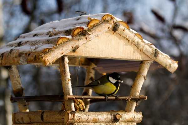 Кормушки как сделать для птиц – Как сделать кормушку для птиц на приусадебном участке своими руками. Как можно изготовить кормушку для птиц своими руками. Эта статья о том, как помочь птицам пережить зиму.
