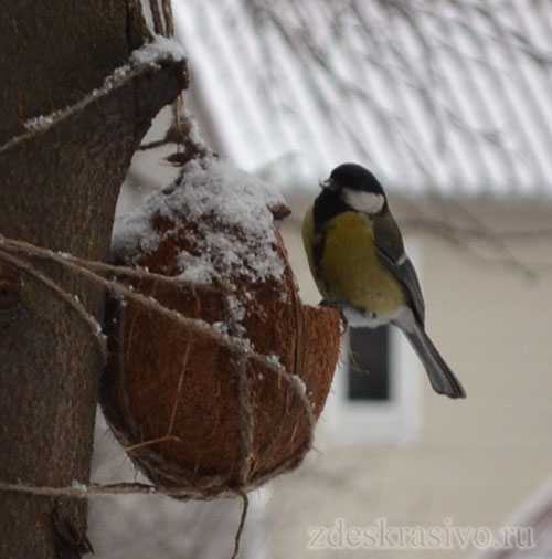 Кормушки как сделать для птиц – Как сделать кормушку для птиц на приусадебном участке своими руками. Как можно изготовить кормушку для птиц своими руками. Эта статья о том, как помочь птицам пережить зиму.
