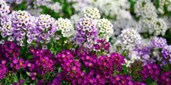 Красивоцветущие однолетники – Цветы однолетники для сада: неприхотливые и долгоцветущие