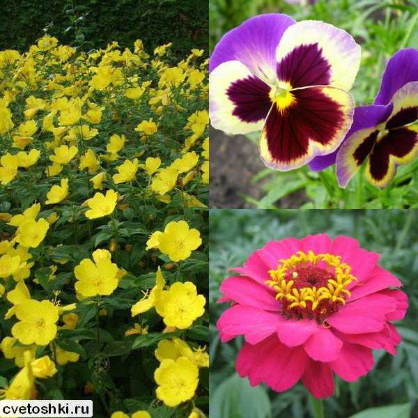 Красивоцветущие однолетники – Цветы однолетники для сада: неприхотливые и долгоцветущие