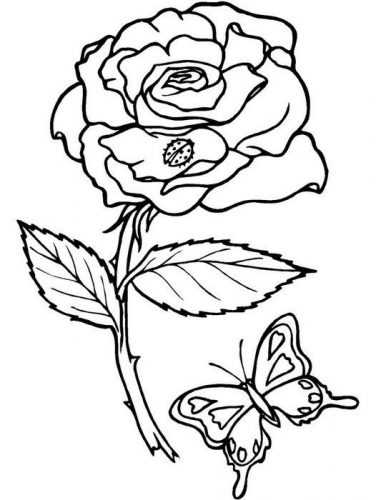 Красивые трафареты цветов – можно распечатать с сайта, шаблоны ромашки, красивых цветочков с 5 лепестками, розы