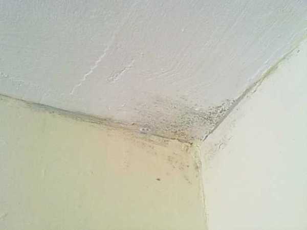 Краска для потолка латексная какая лучше – Какая лучше краска для потолка: чем красить потолок на кухне, водоэмульсионная силиконовая или акриловая, рейтинг для ванной комнаты