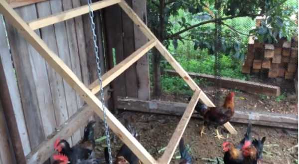 Курятник для несушек – Чертежи курятника на 20 кур, строительство своими руками, поэтапное с фото и видео