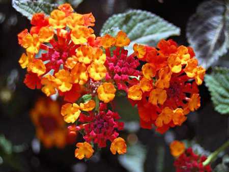 Квіти фото – названия и фото, описание цветов, виды и сорта.