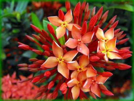 Квіти фото – названия и фото, описание цветов, виды и сорта.