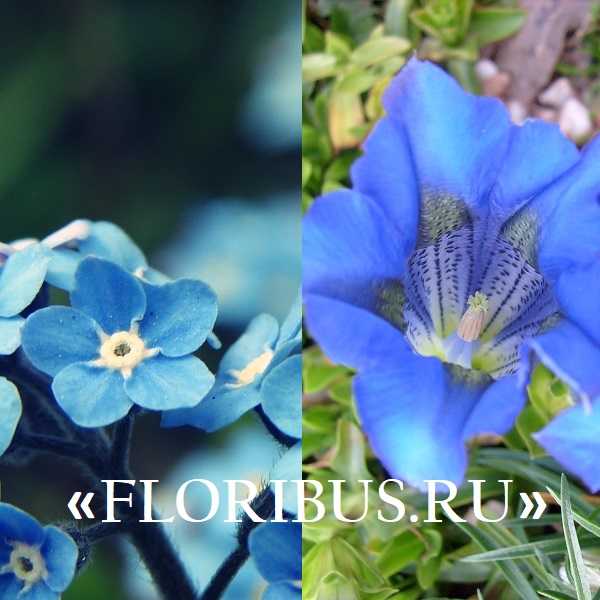 Мелкие голубые цветочки название – Маленькие голубые цветочки название — Все цветы