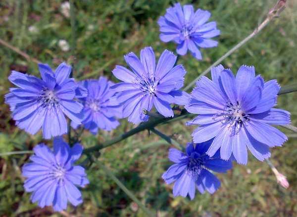 Мелкие голубые цветочки название – Маленькие голубые цветочки название — Все цветы