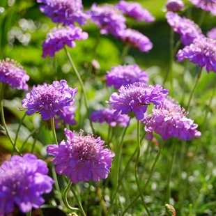 Многолетнее клумбовое растение цветок солнца – 10 популярных растений для солнечной клумбы
